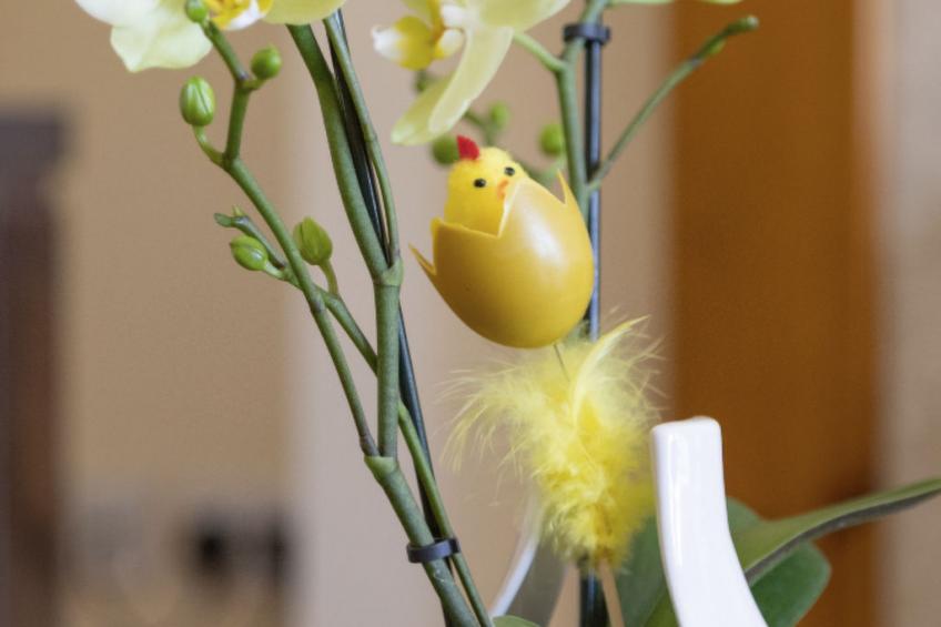 mit eigenem Garten - foto 43