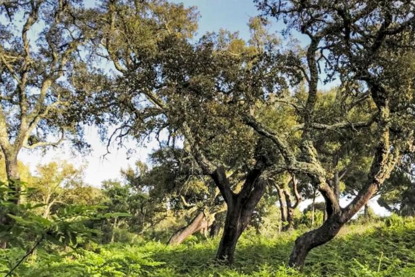 Herdade de Montalvo - foto 18