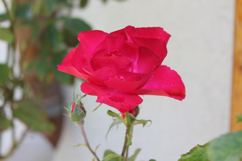 Bungalow Waldidyll - foto 28