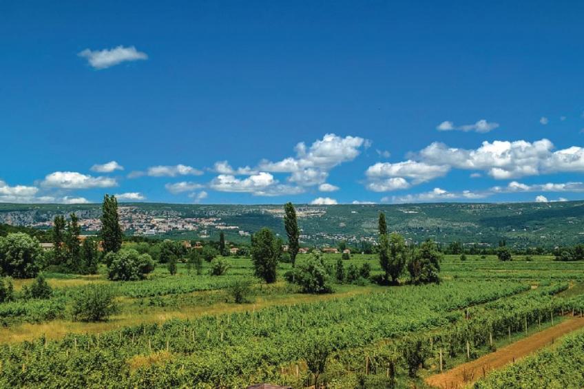 Villa Vinis Terra - foto 36