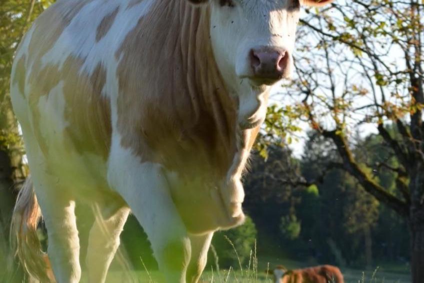 Wohnung "Rustique" - foto 18