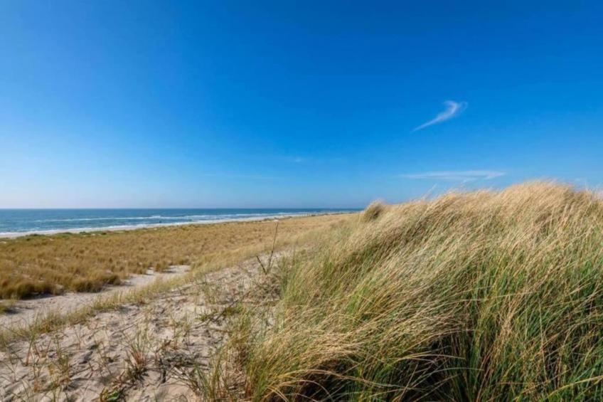 Campanula 171 - foto 10