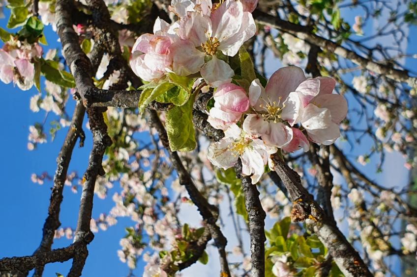 Appartement Apollo in der Wohlfühloase am Trausdorfberg mit Sauna Whirlpoolnutz - foto 21
