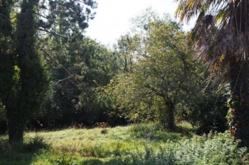 Le Bois aux Ecureuils (Eichhörnchenwald) - foto 24
