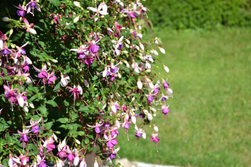 Maison de vacances - LOUBEJAC - foto 31