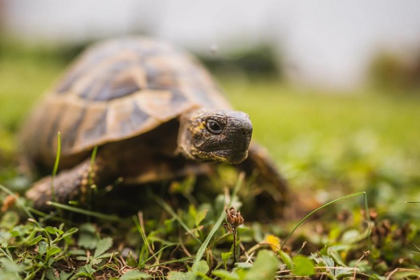 Holiday Home Boltar - Two Bedroom Holiday Home with Swimming Pool - foto 22