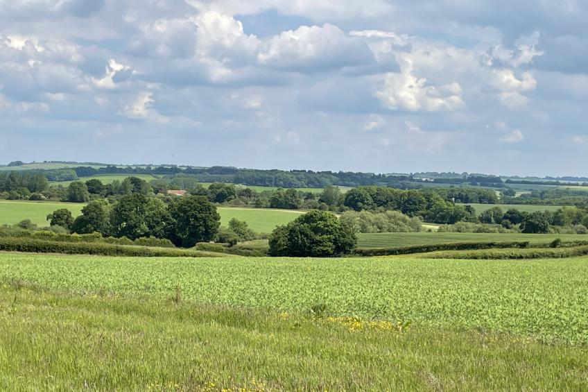 The Cornflower - foto 17