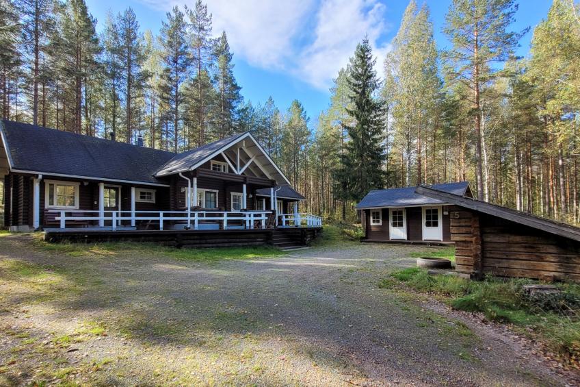 Kilpolan orvokki - foto 2