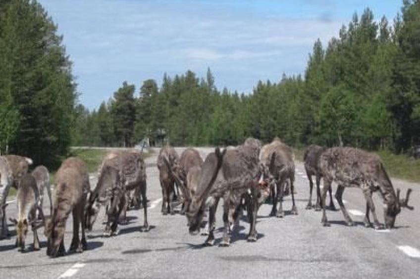 Haus-Lappland - foto 37