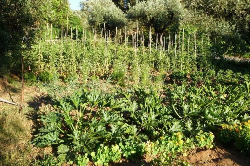 mit Sonnenterrasse und großem Garten - foto 29