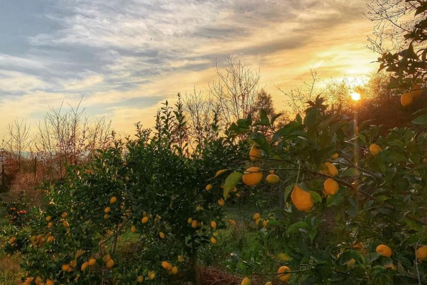 mit Blick auf das Wasser - foto 10