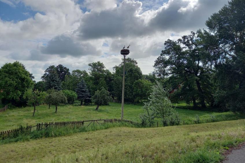 Haus Elbrose inmitten von Rosen mit Elbdeichzugang - foto 16