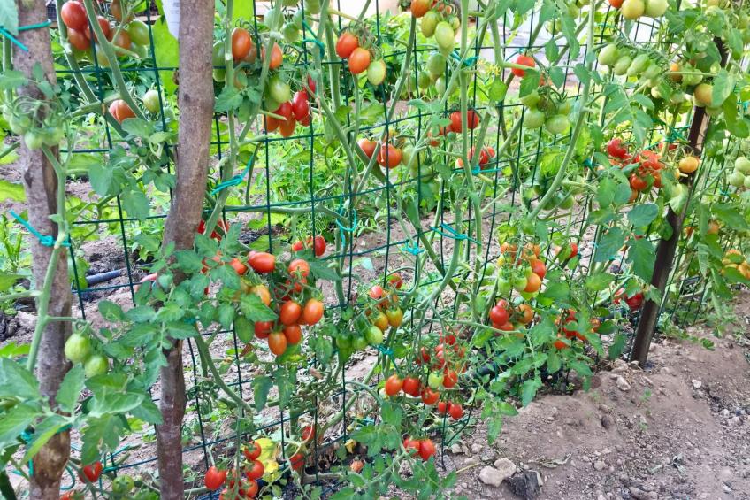 Flacher Franz - foto 18