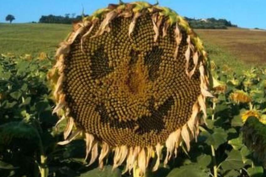 Casa Fuoco - foto 17