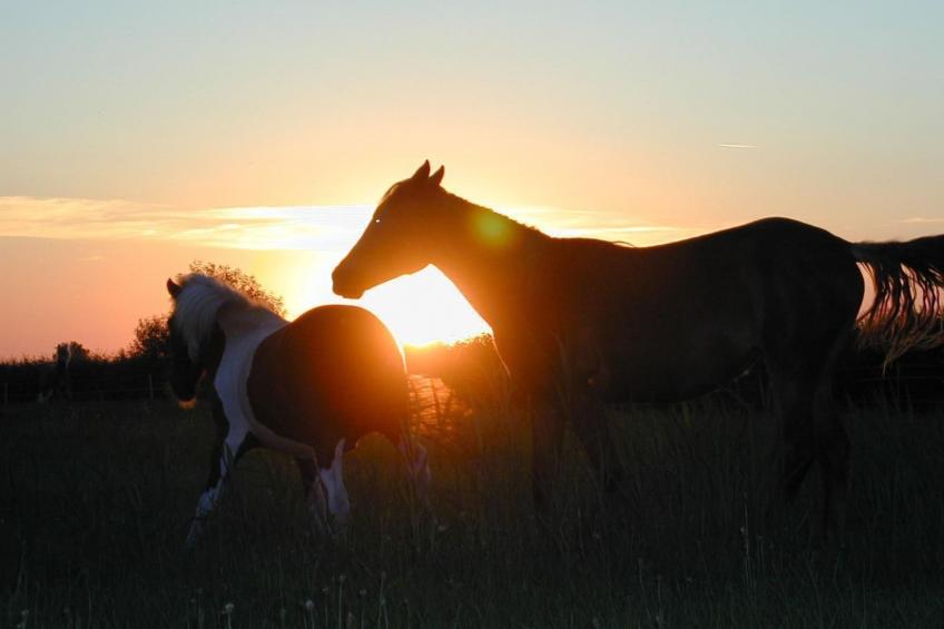Große Ferienwohnung in Bleckede mit Großem Balkon - foto 25