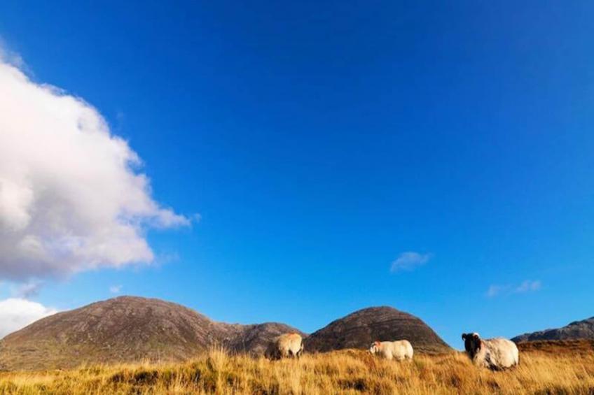 Maison à Ballyconneely Galway - foto 29