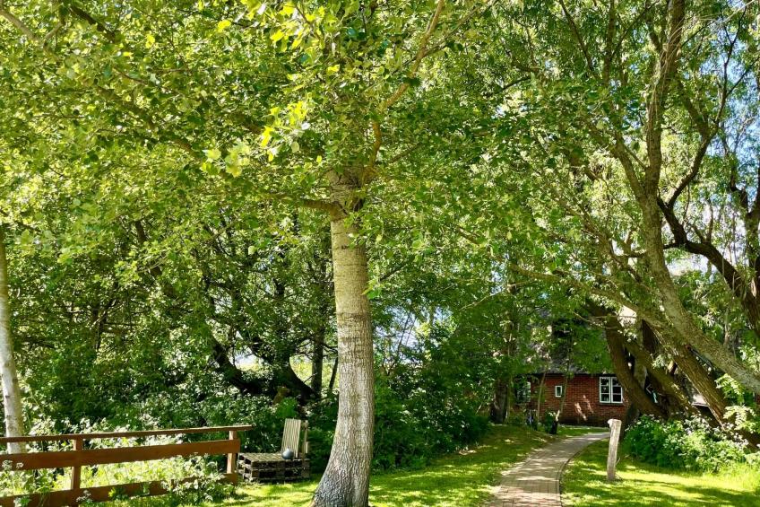 Reetdachhaus für erholsamen Familienurlaub - foto 38