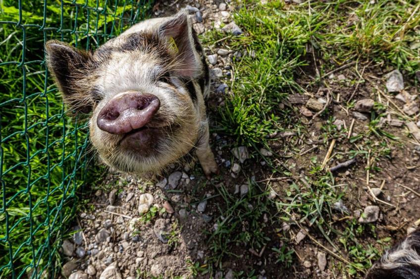 Uelis-Stoeckli - foto 14