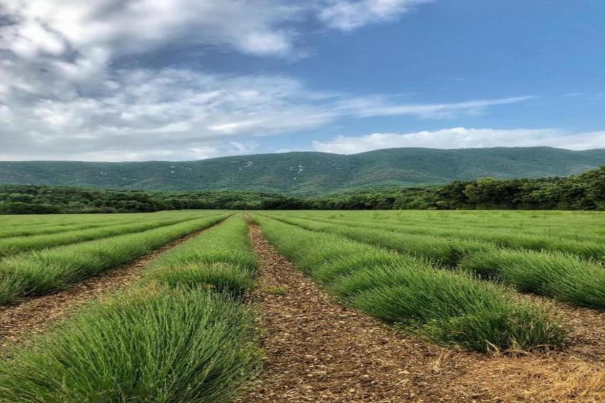 Villa Coda - foto 31