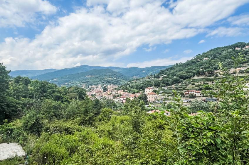 Le radici dell´ulivo - foto 19