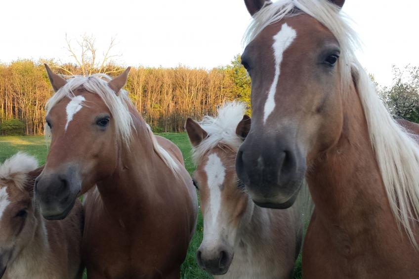 Komfortable Ferienwohnung in Waase - foto 10