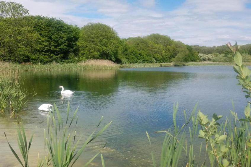 Wisteria at the Rookery - foto 34