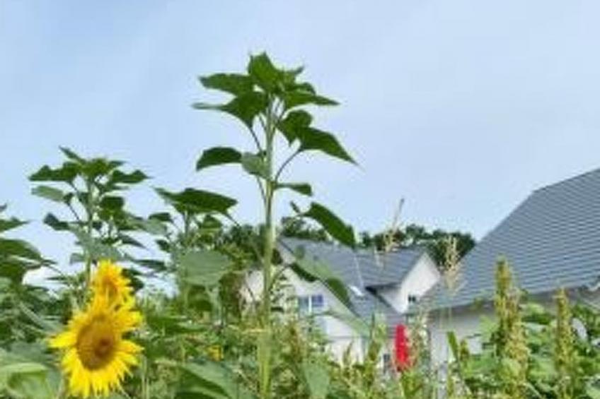 Hafenflair - foto 12