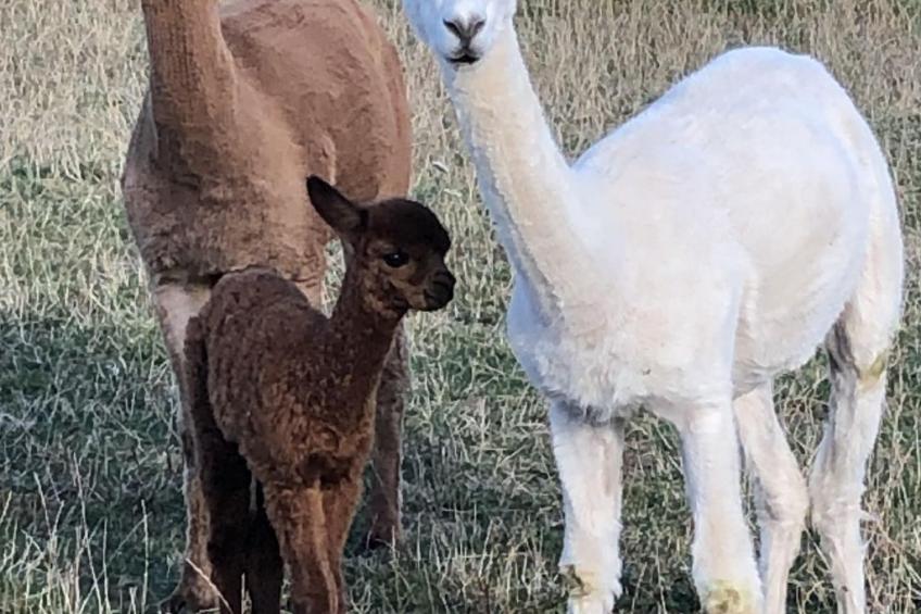 Zillendorf - foto 16