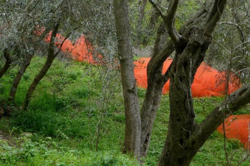 CASA SISSI, Sehnsuchtsort zwischen Olivenhainen - foto 11