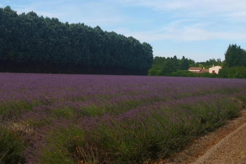 Le Renard et la Belette - foto 26