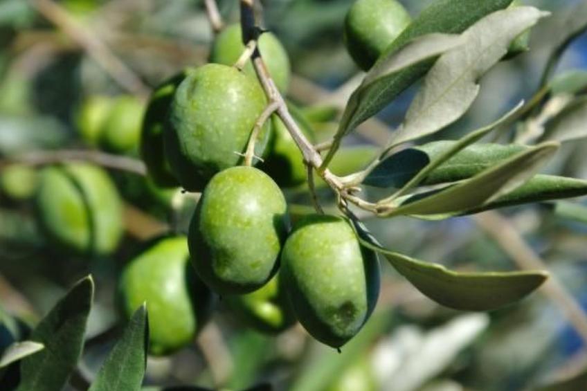 "Haus der Olivenbäume" - foto 32