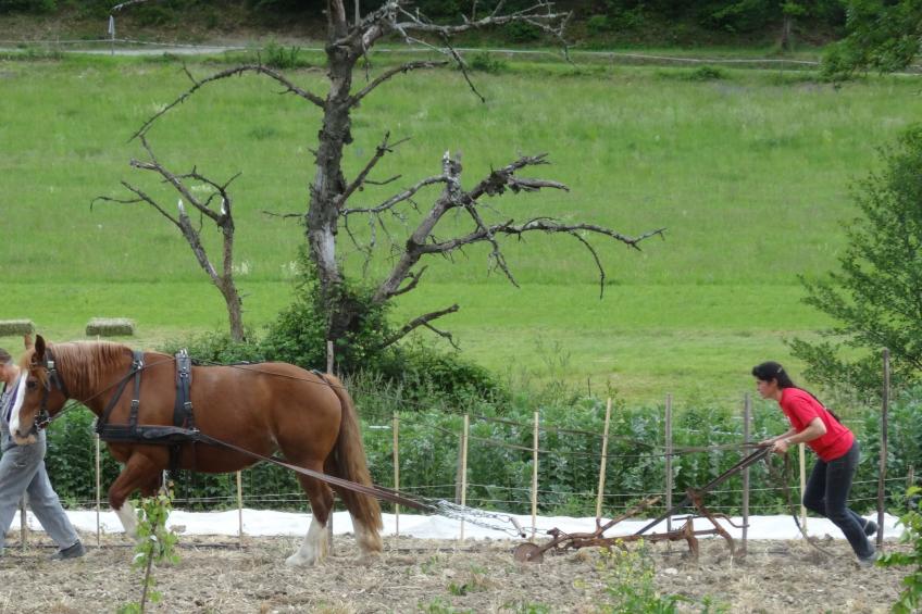 Domäne auf dem Bauernhof - foto 24