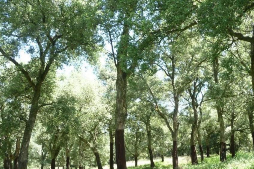 Das Landgut "Casina della Sughera". - foto 27