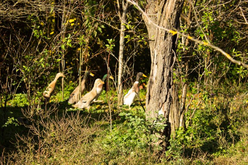 House Aurora Silvae - foto 29