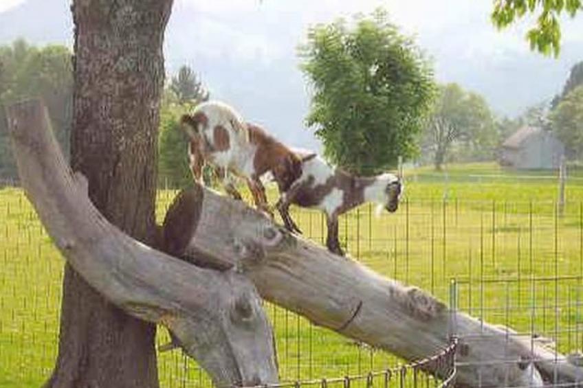 Bauernhof ufem Berg - foto 15