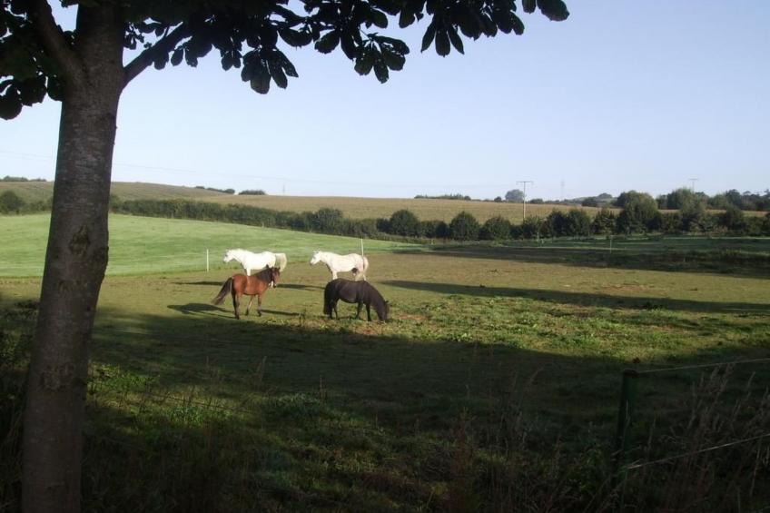 Hof Rodenkrog Fewo 2 - foto 35