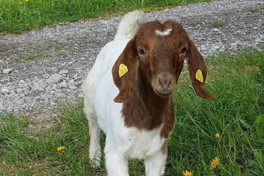 Biobauernhof Balm - foto 3