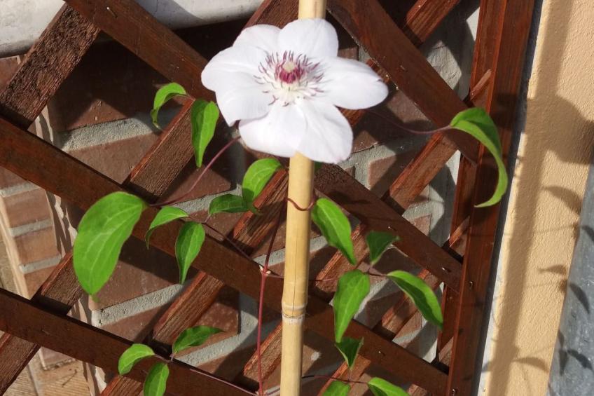 Haus Mirelia für zwei Personen mit Garten - foto 11