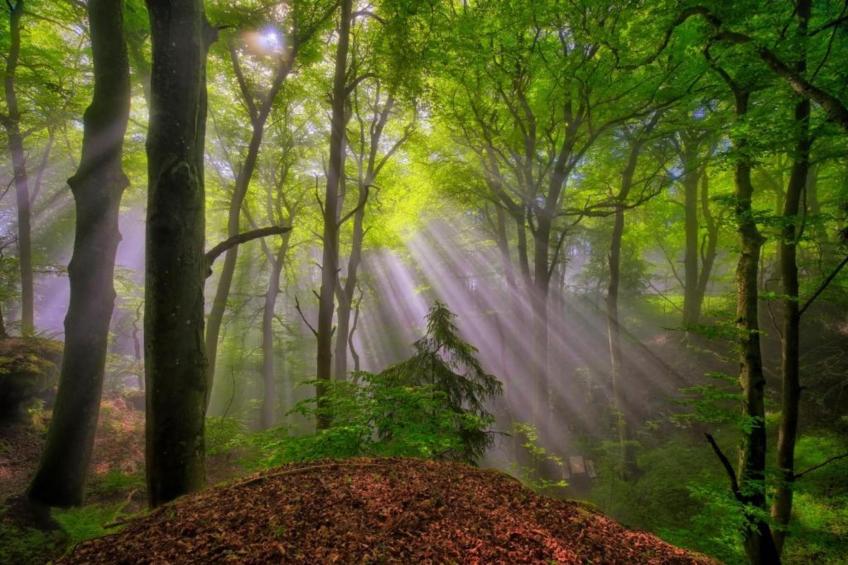 Resort Echternacherbrück 1 - foto 14