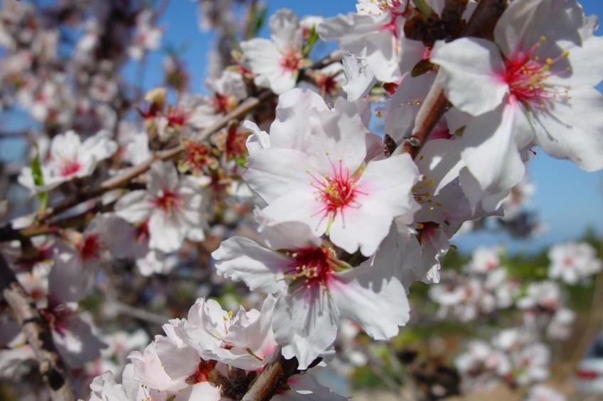 Ruhige Finca Topo del Drago mit Meerblick - foto 31