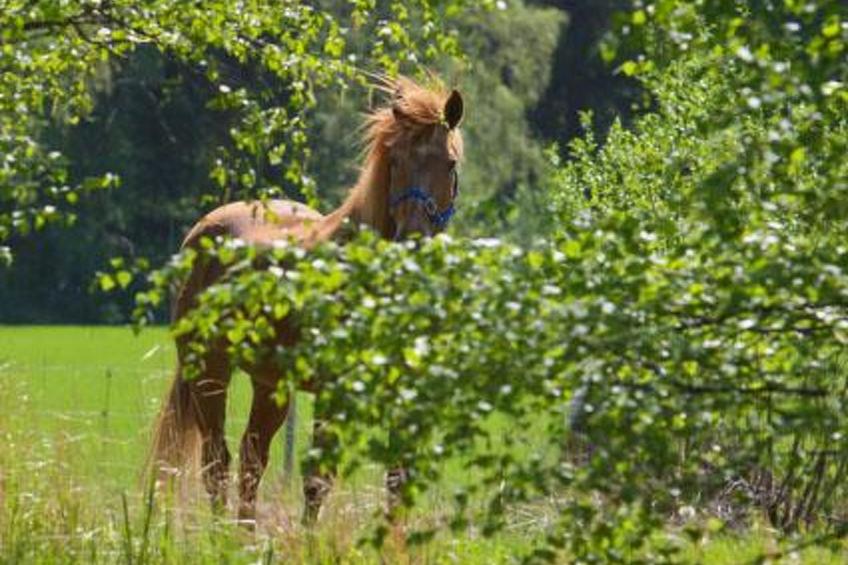 Peltotupa, pätiälän kartanon loma-asunno - foto 12