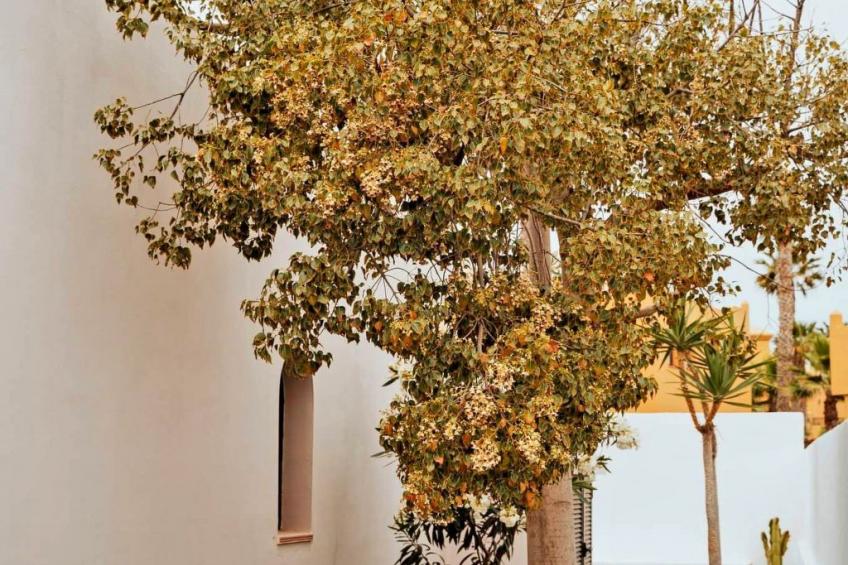 Komfortables Ferienhaus in Corralejo mit privatem Garten und beheiztem Pool - foto 39