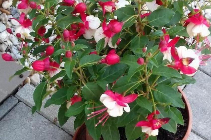 in Bük im Parterre mit Garten - foto 6