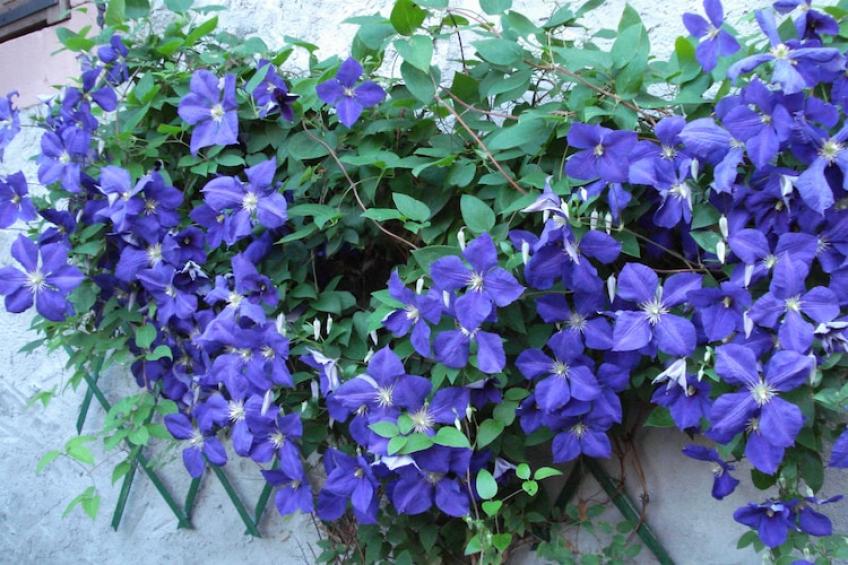 Le Gîte Fleuri - foto 3