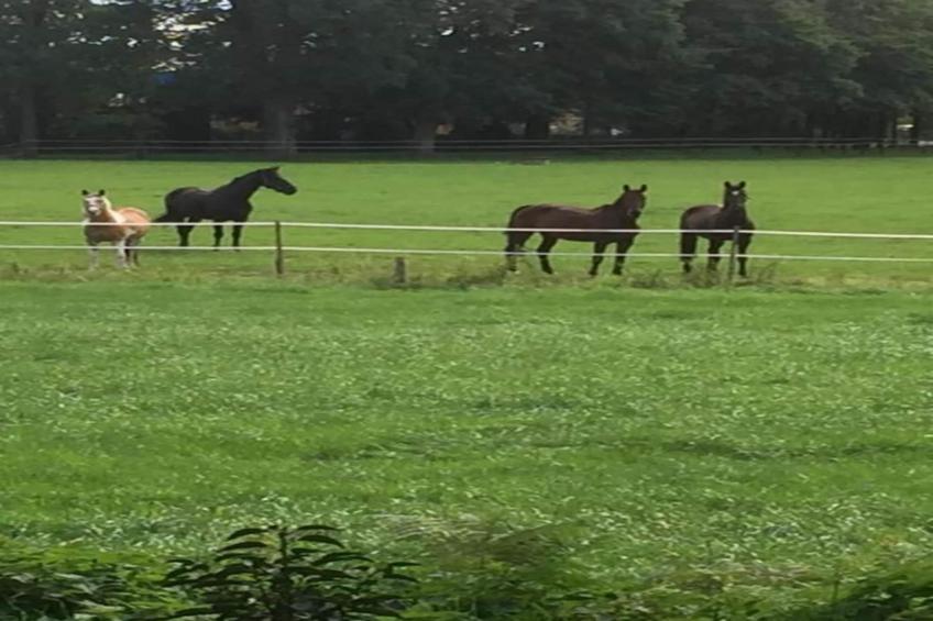 Ferienresort Bad Bentheim 36 - foto 21