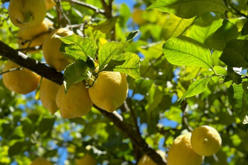 Tolles Reihenhaus im Olivenhain - foto 24