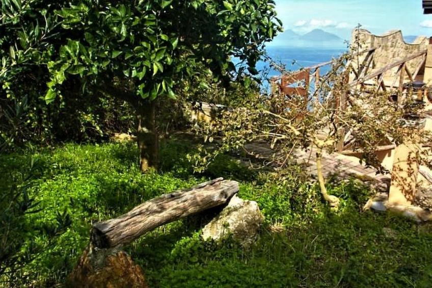 Flache Zeder - foto 42