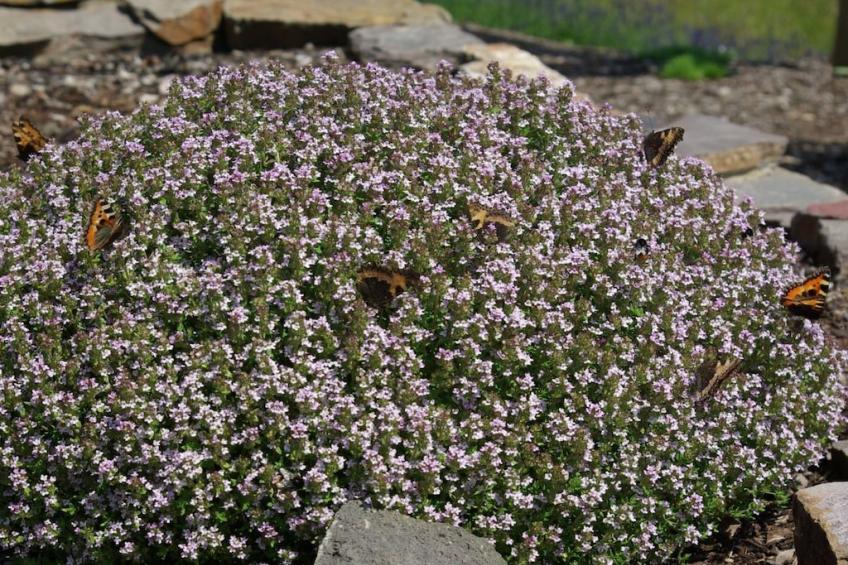 83186 - foto 26