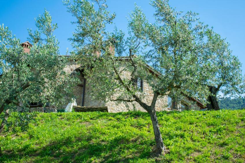 ein Haus in der Olivenhaine - casa buriano GIULIA - foto 48