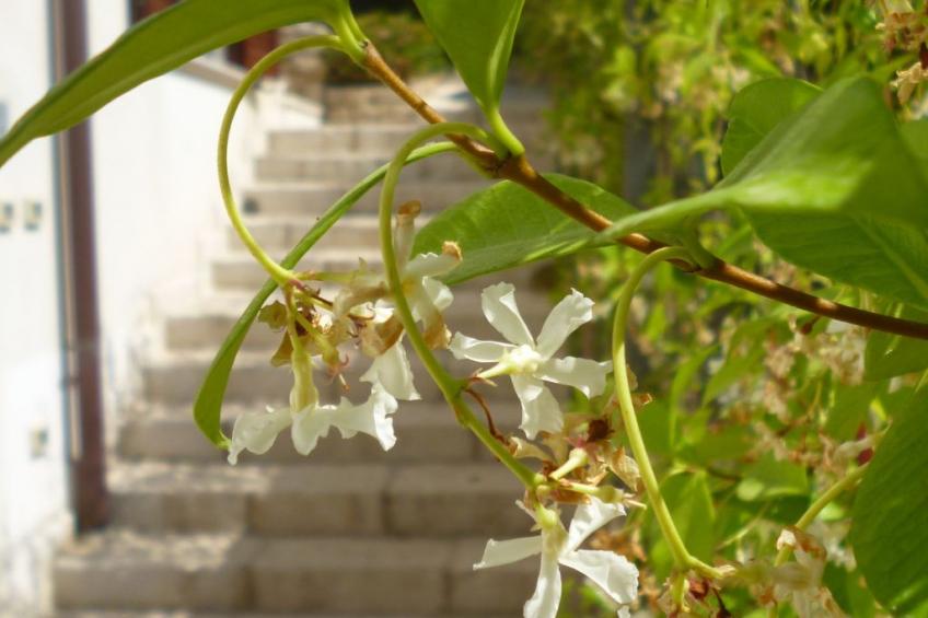 Wohnung in Custonaci mit Kleinem Garten - foto 2